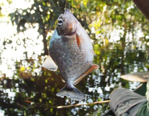 Piranhaaaaaaaaaa
