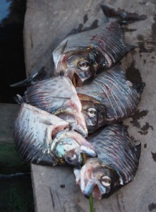 Unser Fang, Abendessen